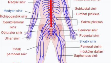 Hangi Yiyecekler Sinir Sistemi Sağlığını Destekler?